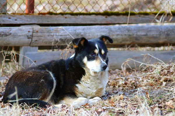 Mongrel dog — Stock Photo, Image