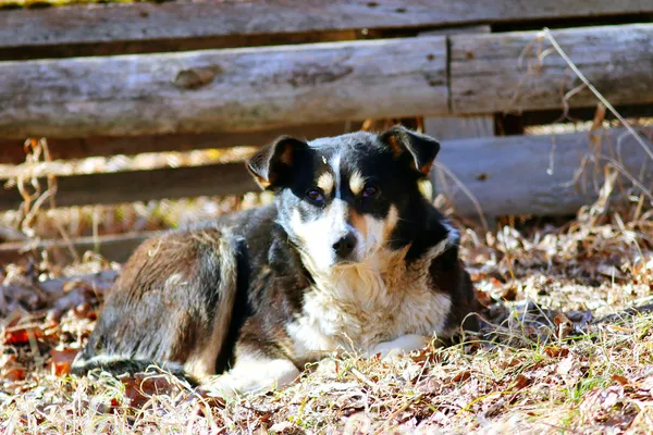 Kundel pies — Zdjęcie stockowe