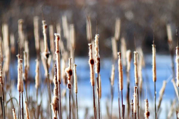 Winter marsh — Stockfoto