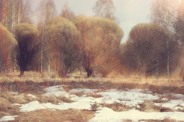숲 속의 봄 — 스톡 사진