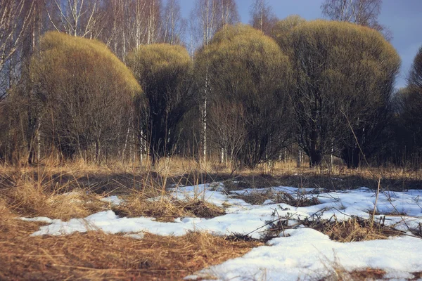 Primavera en el bosque — Foto de Stock