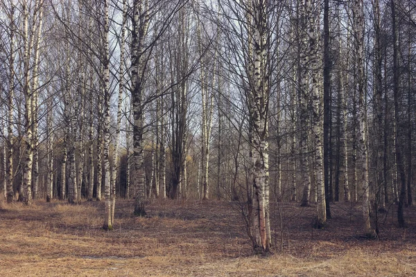 Wiosna brzozowy las — Zdjęcie stockowe