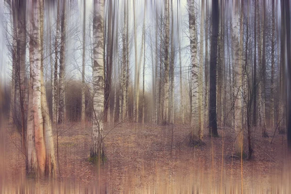 Spring birch forest — Stock Photo, Image