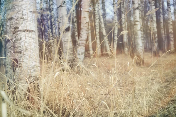 Березовый лес — стоковое фото