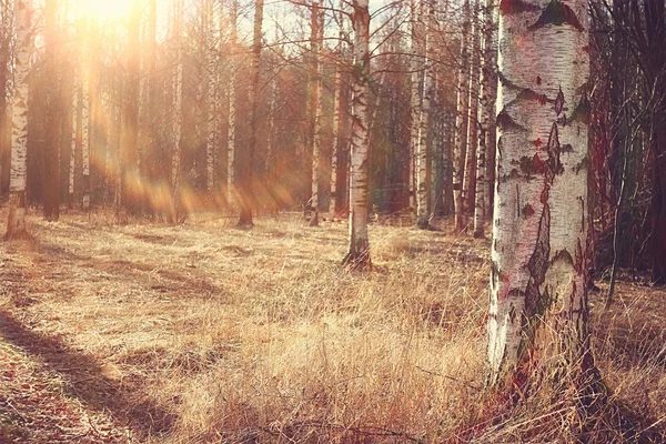 Birch bahar ormanı — Stok fotoğraf