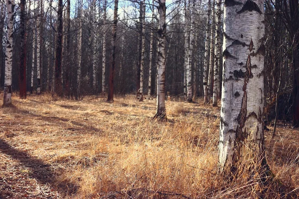 Forêt printanière avec bouleau — Photo