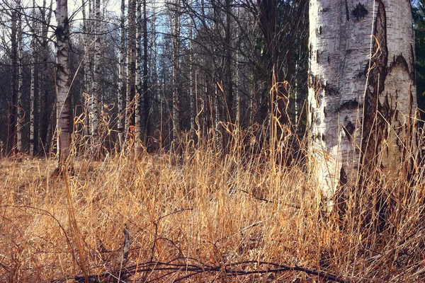 Våren skog med Björk — Stockfoto