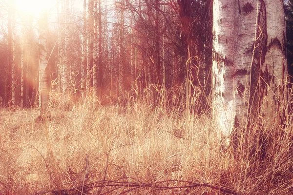 Bosque de abedul — Foto de Stock