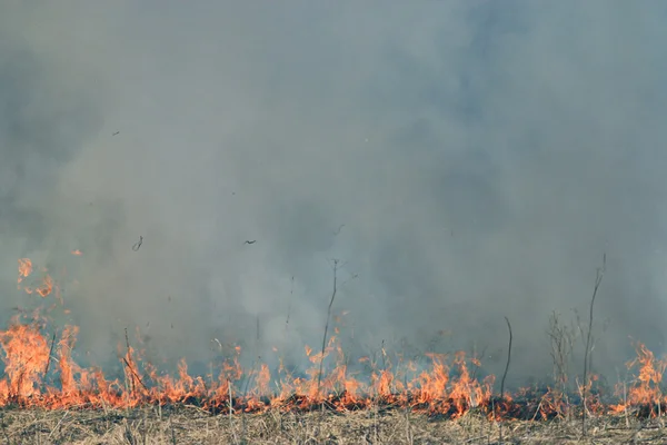 Ogień na suchej trawy — Zdjęcie stockowe