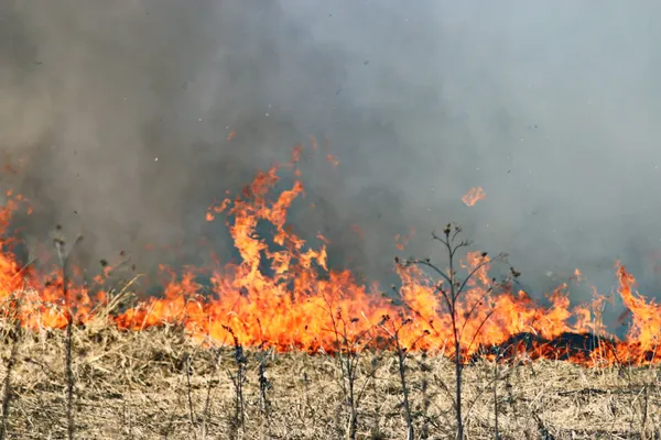 Fire on dry grass — Stock Photo, Image