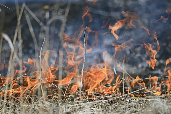 Fuego quema hierba seca — Foto de Stock
