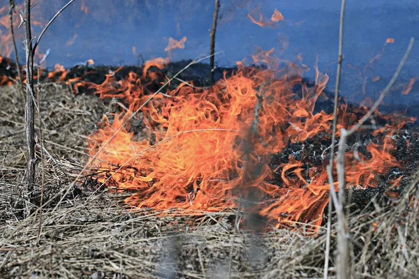 Φωτιά καίει ξερά χόρτα — Φωτογραφία Αρχείου