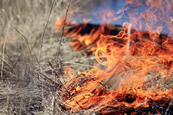 Fuoco che brucia erba secca — Foto Stock