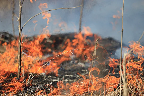 Fuoco che brucia erba secca — Foto Stock