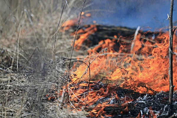 Vuur branden droog gras — Stockfoto