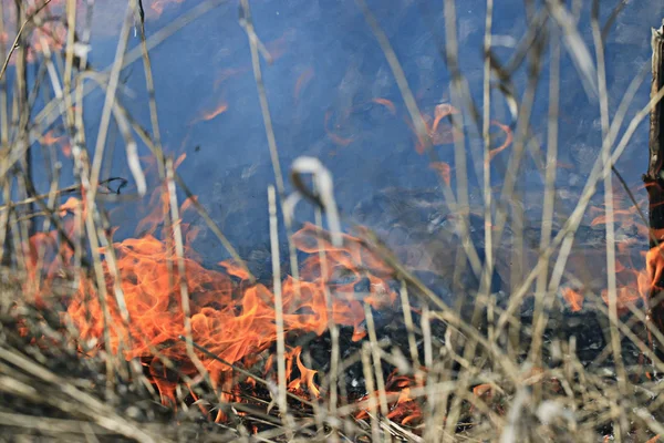 Eld brinnande torrt gräs — Stockfoto
