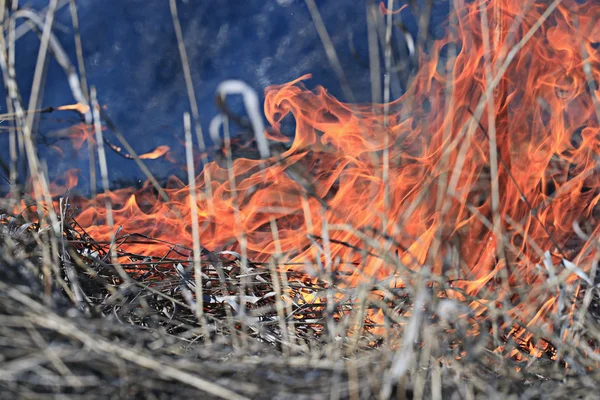 Feuer verbrennt trockenes Gras — Stockfoto