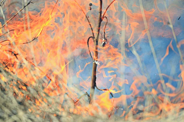 乾いた草燃える火します。 — ストック写真