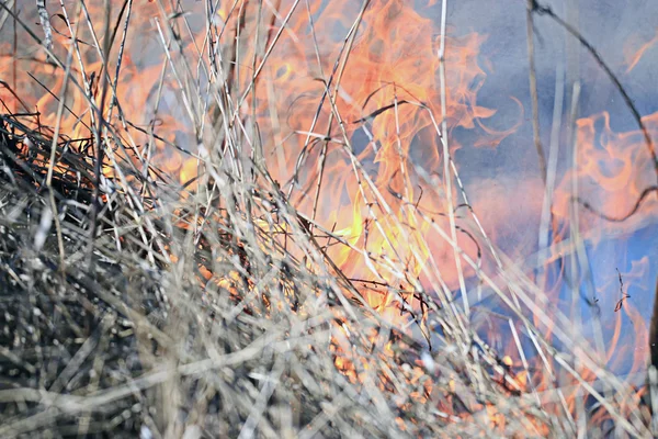 Fuego quema hierba seca — Foto de Stock