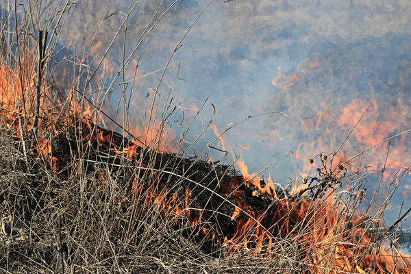 Fire burning dry grass — Stock Photo, Image