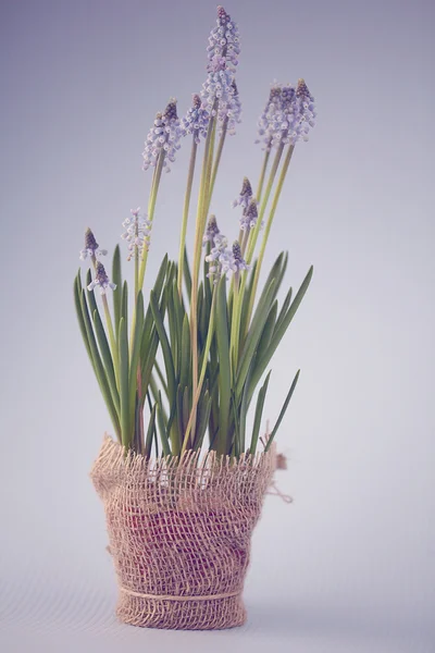 Spring flowers in a pot — Stock Photo, Image