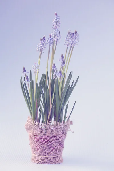 Lente bloemen in een pot — Stockfoto