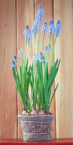 Spring flowers in a pot — Stock Photo, Image