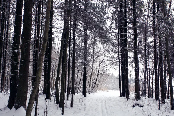 Kış orman — Stok fotoğraf