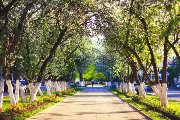 Caminando en el parque —  Fotos de Stock