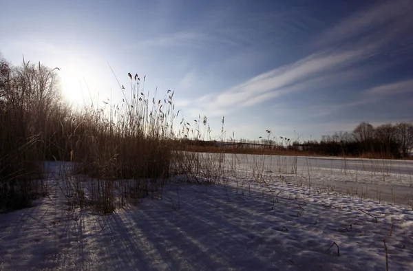 Bulrush do lago — Fotografia de Stock