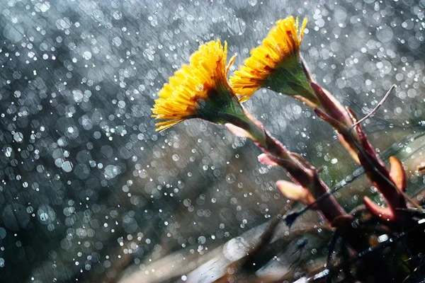 Spring flowers — Stock Photo, Image