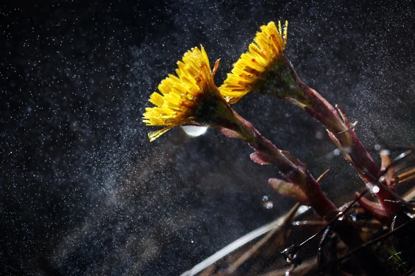 Små gula blommor — Stockfoto