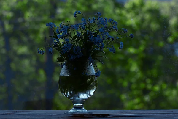 꽃병 물 망 초 — 스톡 사진