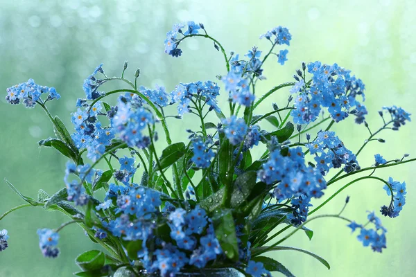 Fleurs sauvages bleues — Photo