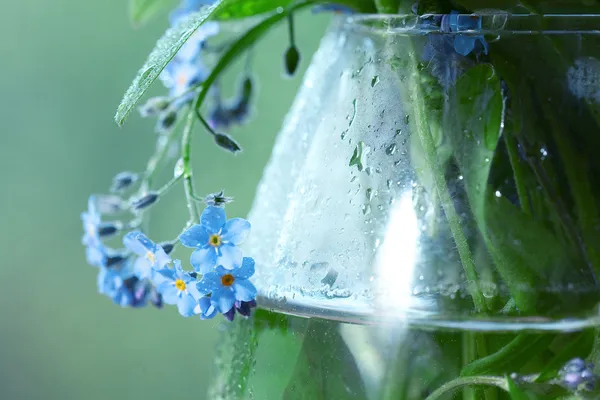 Vase with forget-me-not — Stock Photo, Image