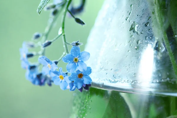 Blue wild flowers — Stock Photo, Image