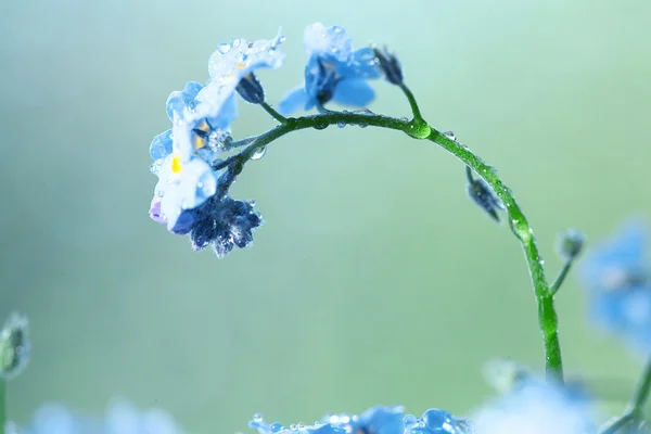 Kék vadvirágok — Stock Fotó