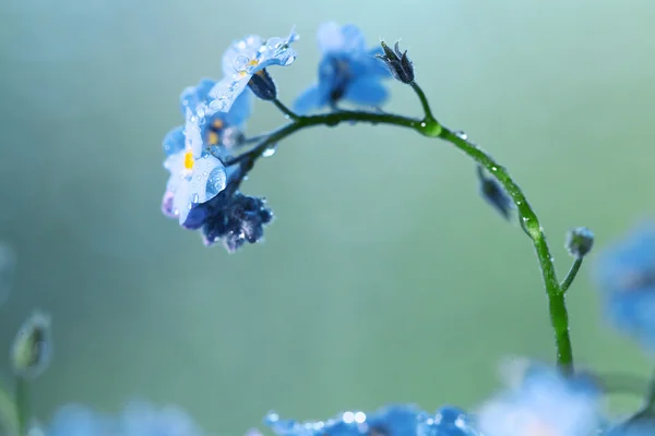 Forget-me-not flowers — Stock Photo, Image