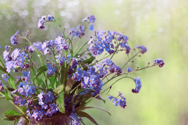 Vergissmeinnicht-Blumen — Stockfoto