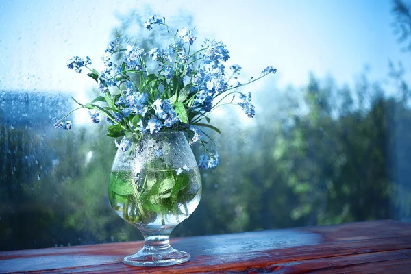 Vergeet-mij-niet bloemen. — Stockfoto