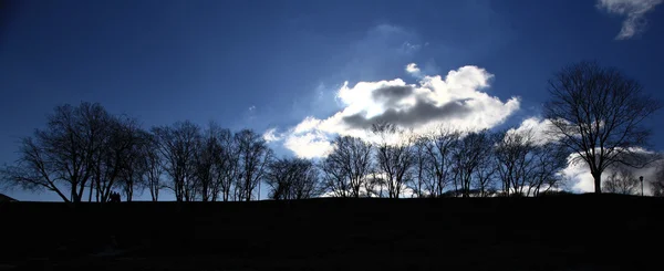 Arbori siluete — Fotografie, imagine de stoc