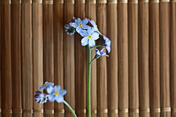 Blumen vergessen — Stockfoto