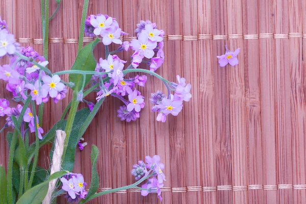 Forgetmenots flowers — Stock Photo, Image