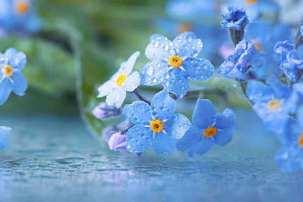 Forget-me-not — Stock fotografie