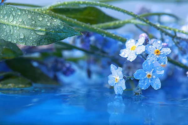 Forget-me-not — Stock fotografie