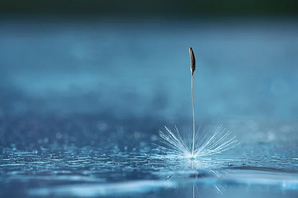 Biji dandelion — Stok Foto