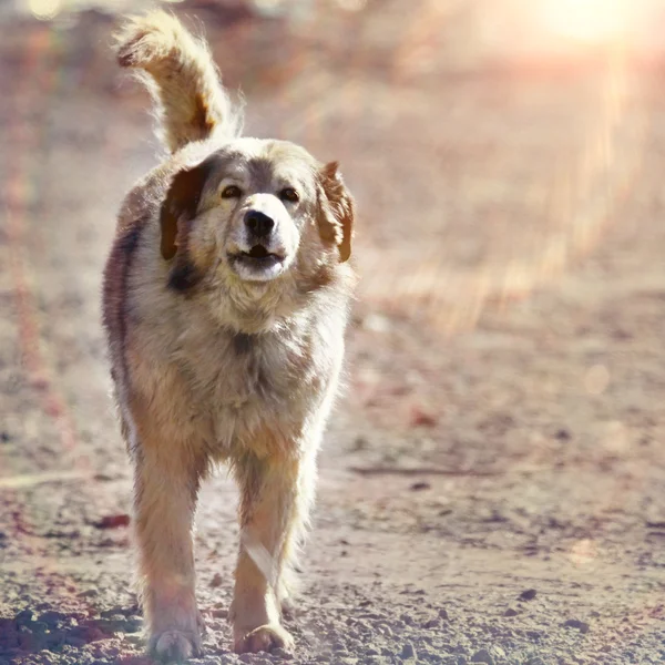 Mischlingshund — Stockfoto