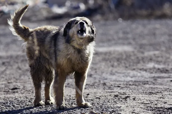 Mongrel dog — Stock Photo, Image