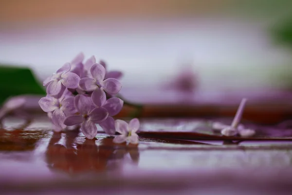 ライラック色の花 — ストック写真