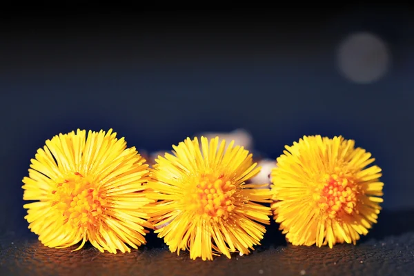 Yellow coltsfoot flowers — Stock Photo, Image